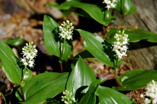 Maianthemum canadense