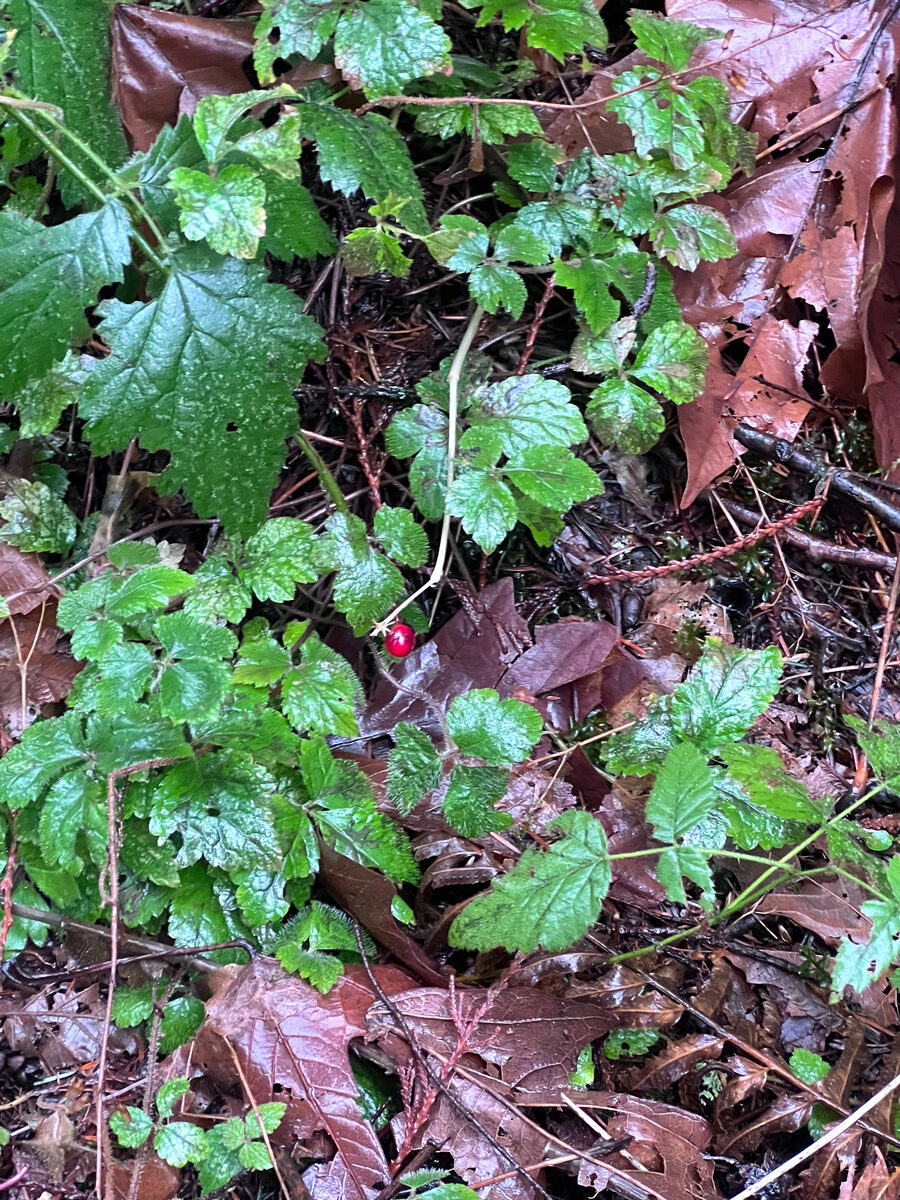 Maianthemum dilatatum - (Wood.)Nels.&MacBr. (Wild Lily Of The Valley) — photo