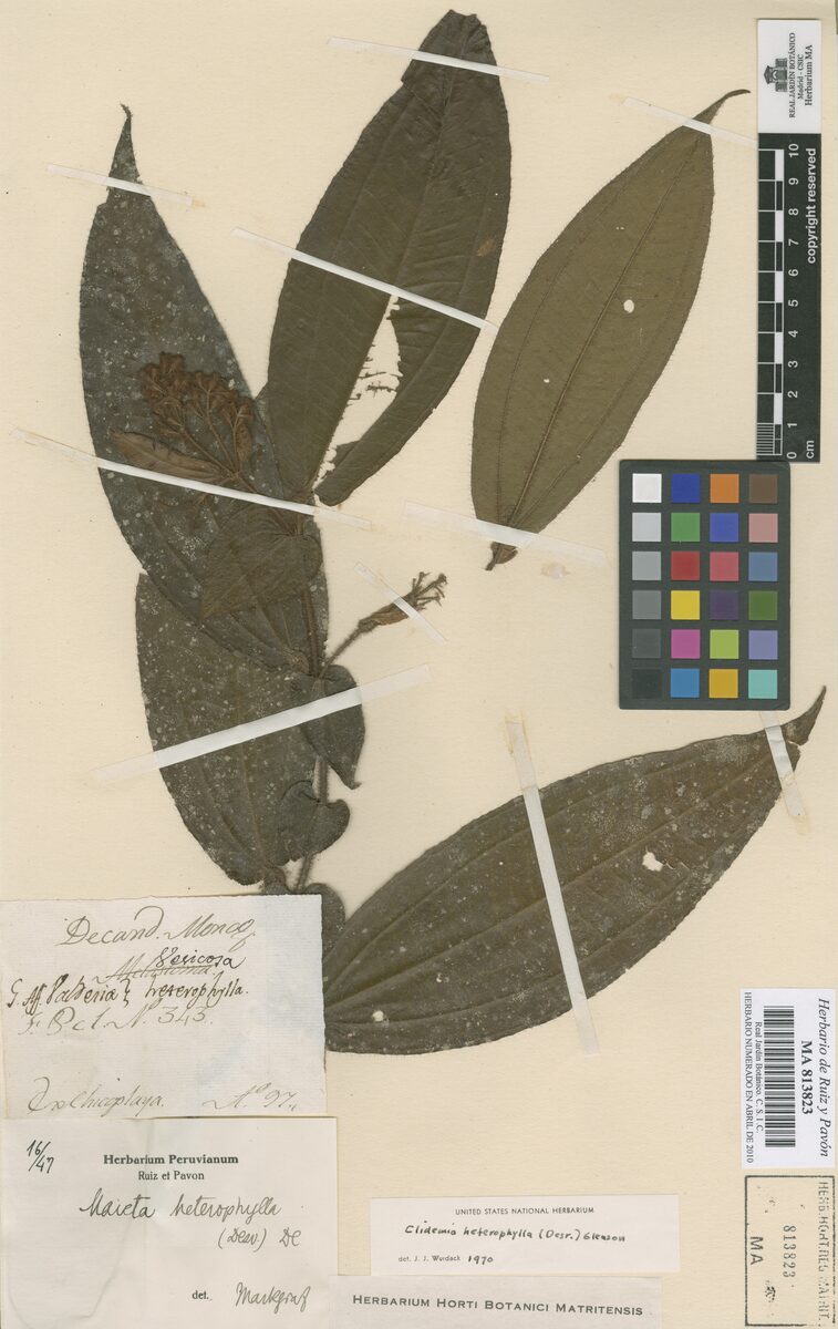 Maieta heterophylla — photo