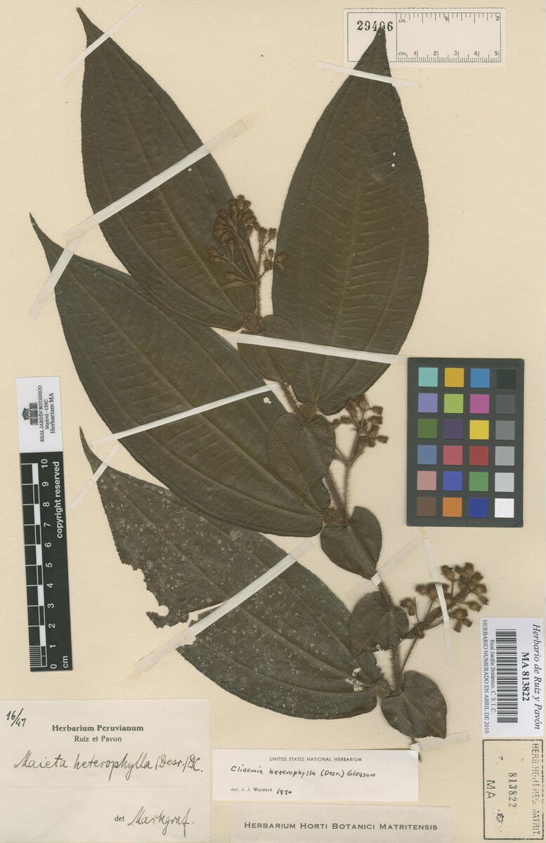 Maieta heterophylla — photo