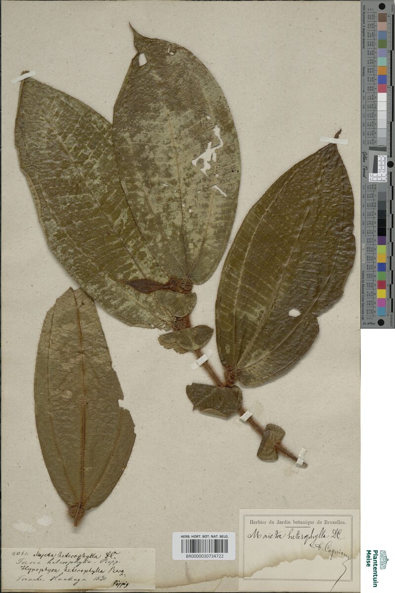 Maieta heterophylla