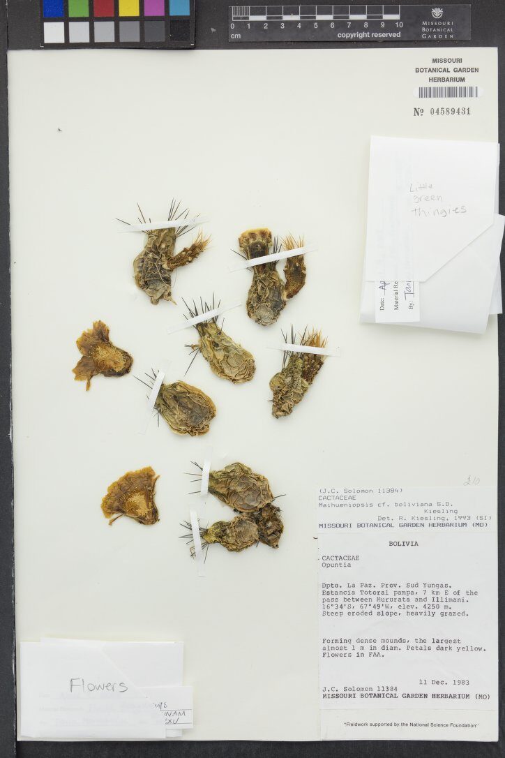 Maihueniopsis boliviana — photo