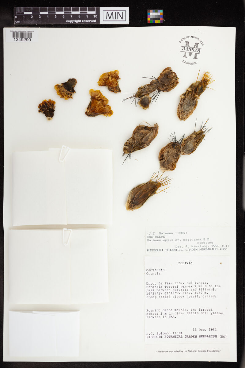 Maihueniopsis boliviana