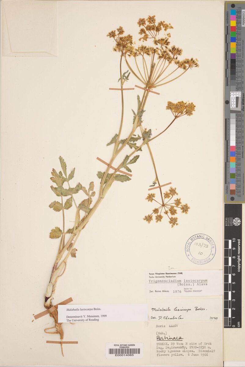 Malabaila lasiocarpa — photo