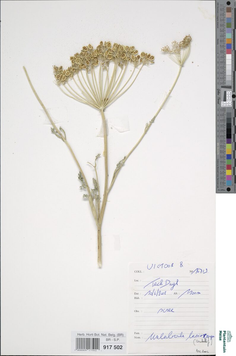 Malabaila lasiocarpa