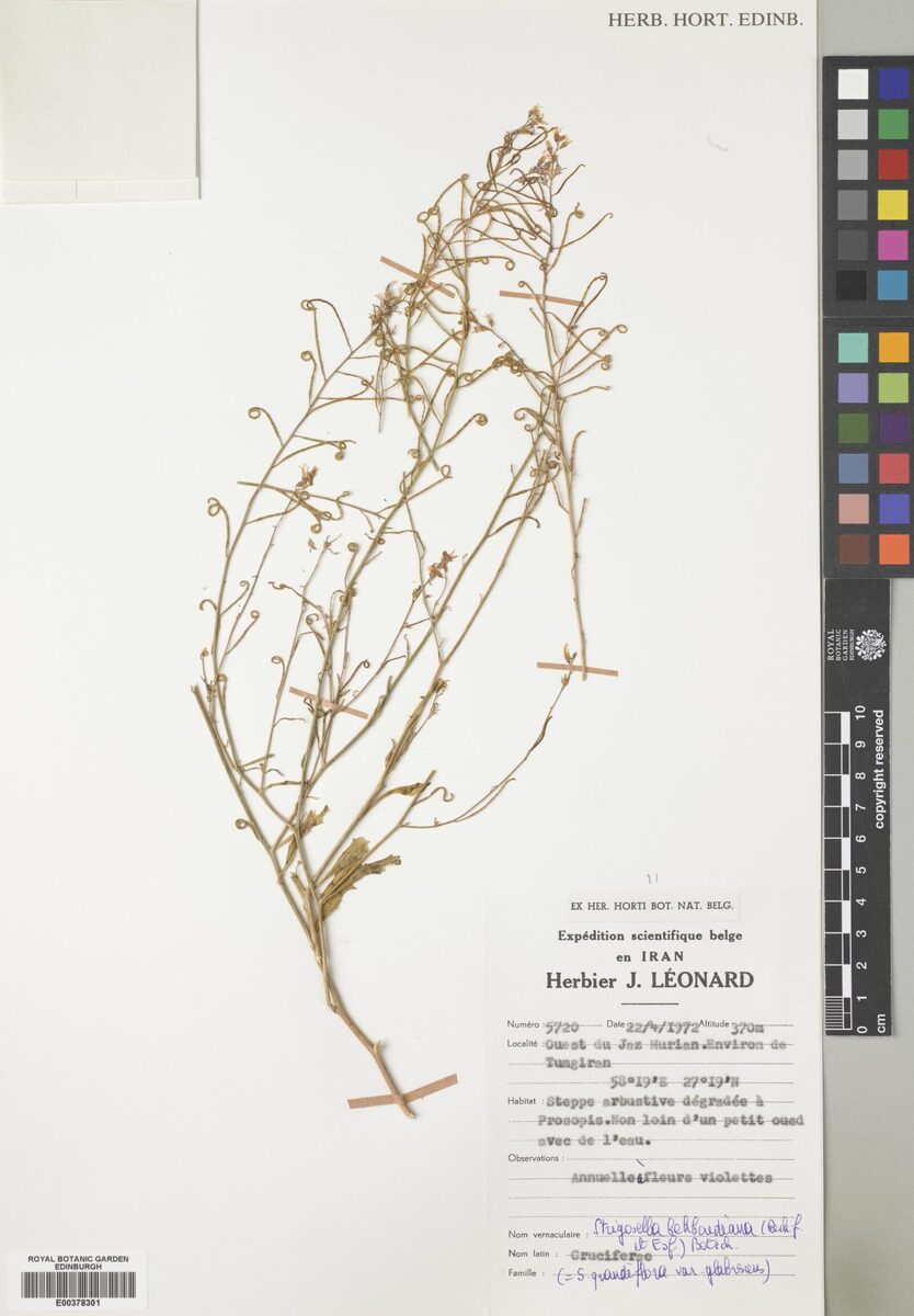 Malcolmia behboudiana — photo