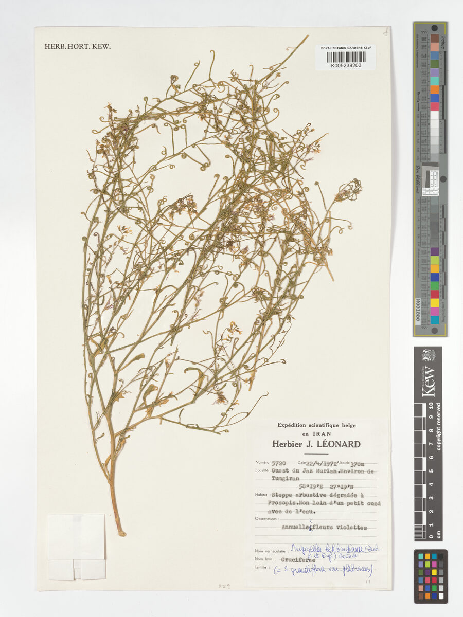 Malcolmia behboudiana — photo