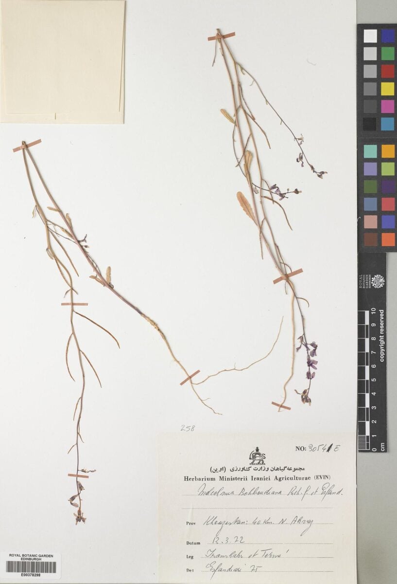 Malcolmia behboudiana