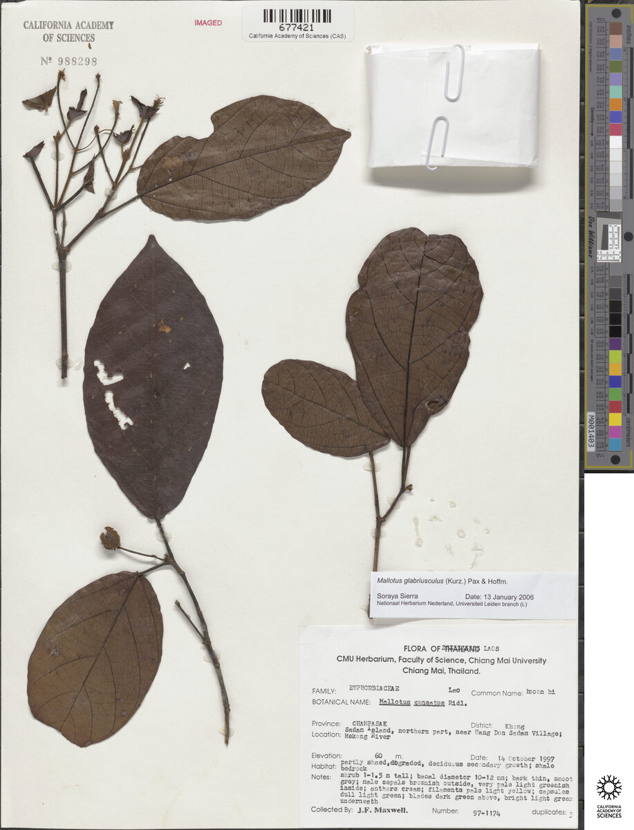 Mallotus glabriusculus — photo