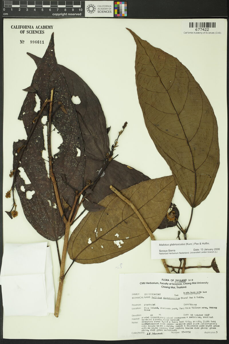 Mallotus glabriusculus — photo
