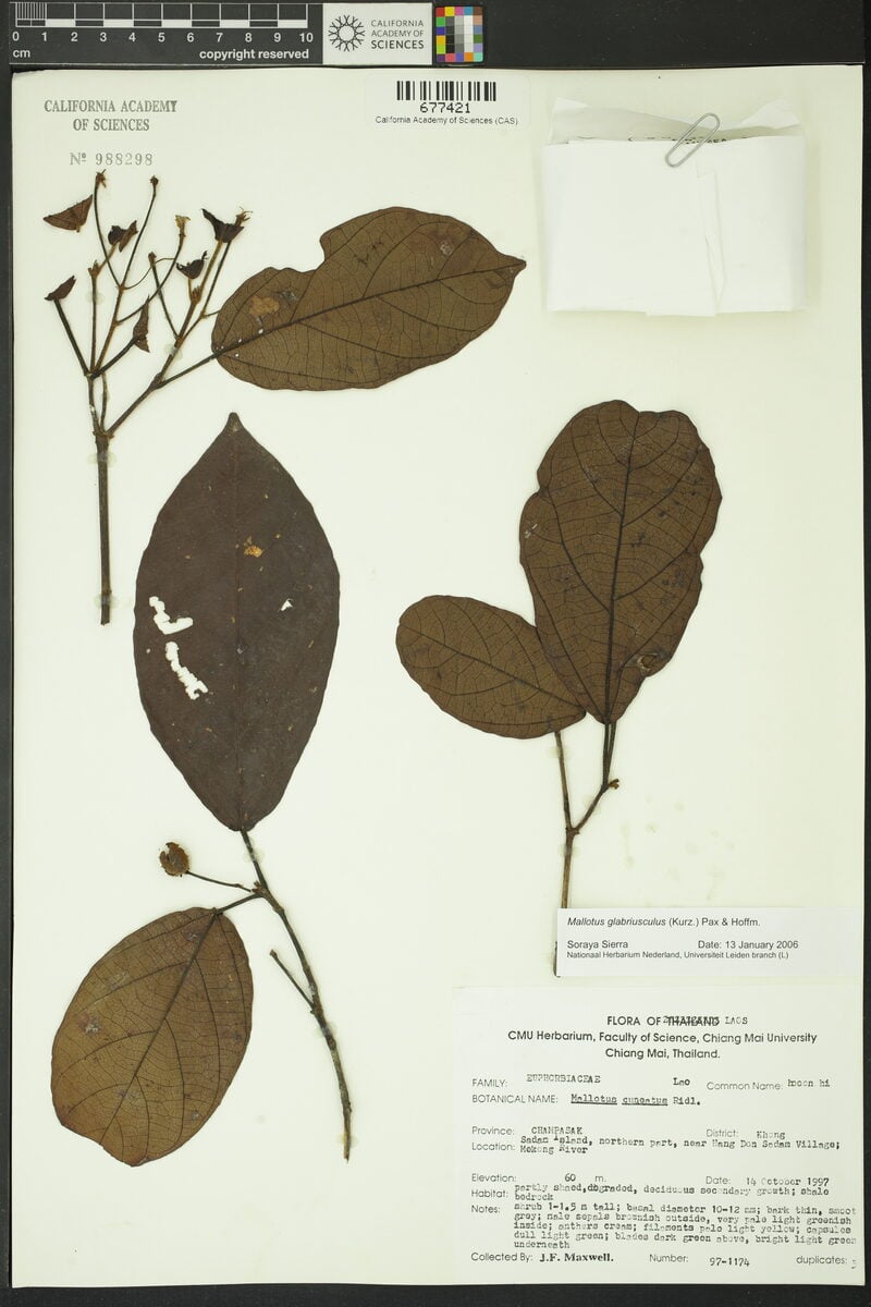 Mallotus glabriusculus
