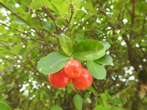 Malpighia emarginata (Acerola) — photo