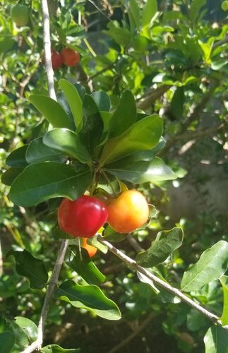 Malpighia emarginata (Acerola) — photo