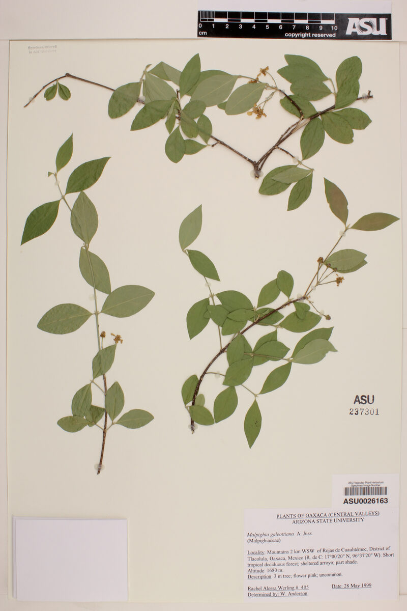 Malpighia galeottiana