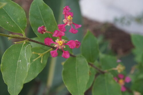 Malpighia glabra (Escobillo) — photo