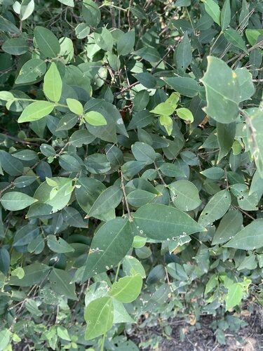 Malpighia glabra (Escobillo) — photo