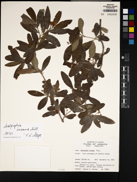 Malpighia incana — photo