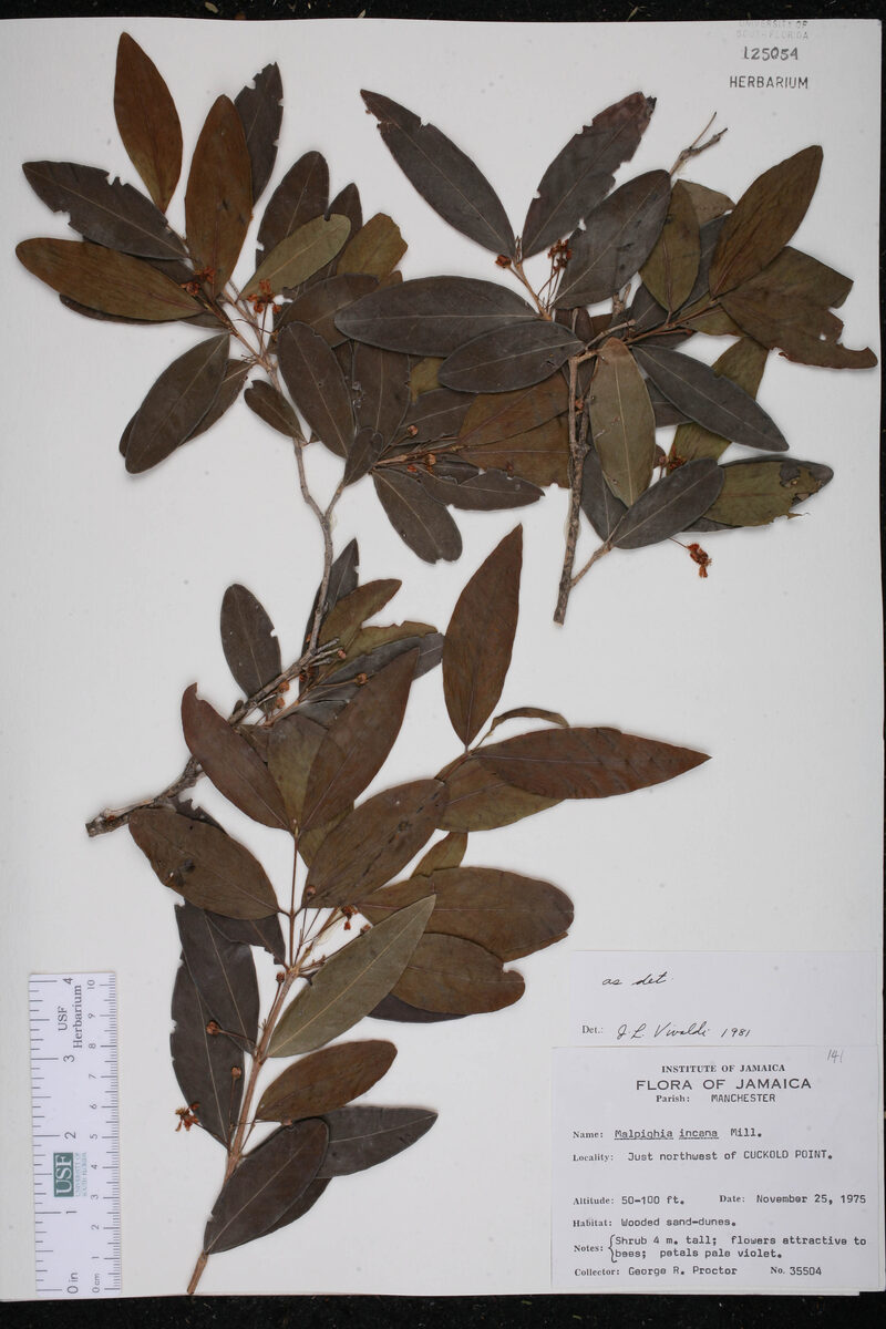 Malpighia incana — photo
