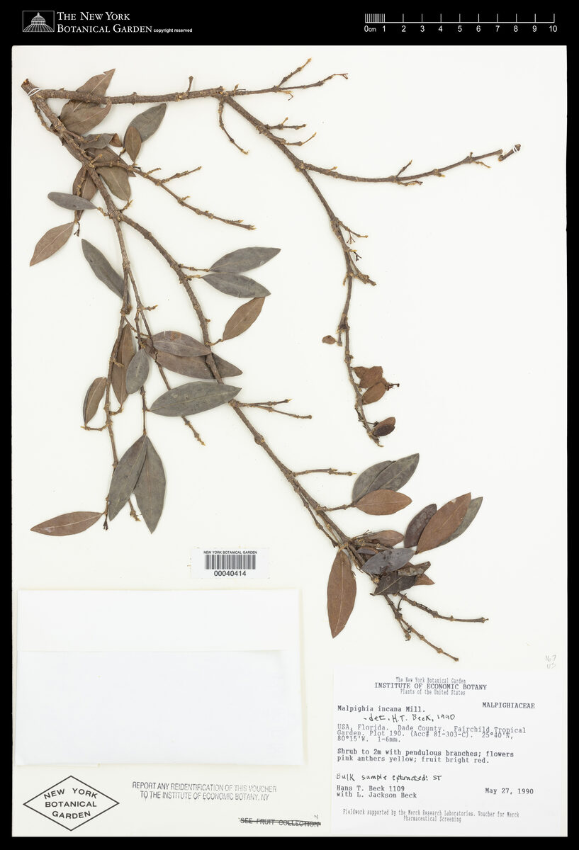 Malpighia incana