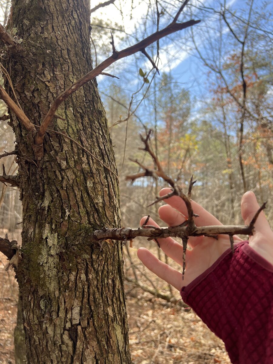 Malus angustifolia - (Aiton.)Michx. (Southern Crab) — photo