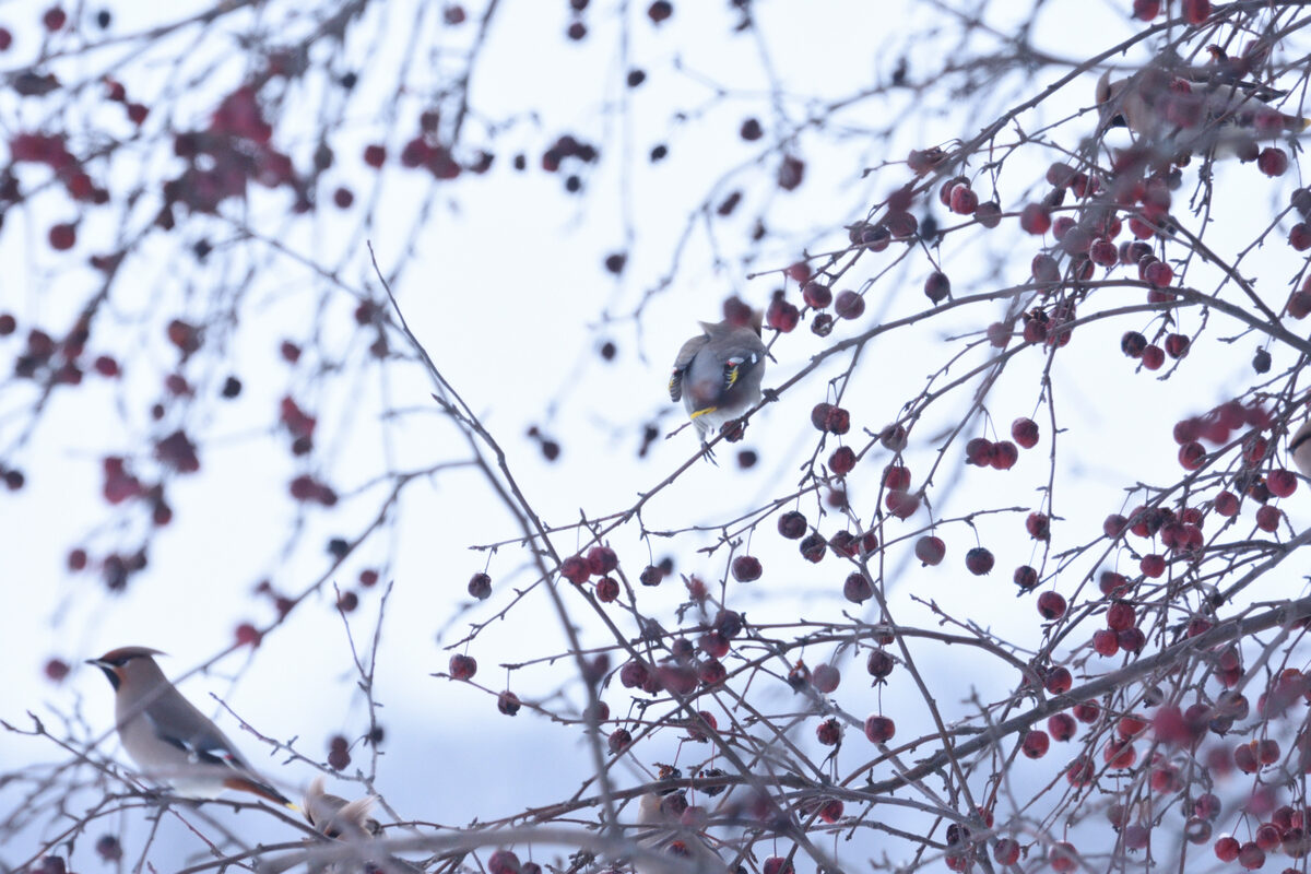 Malus baccata - (L.)Borkh.