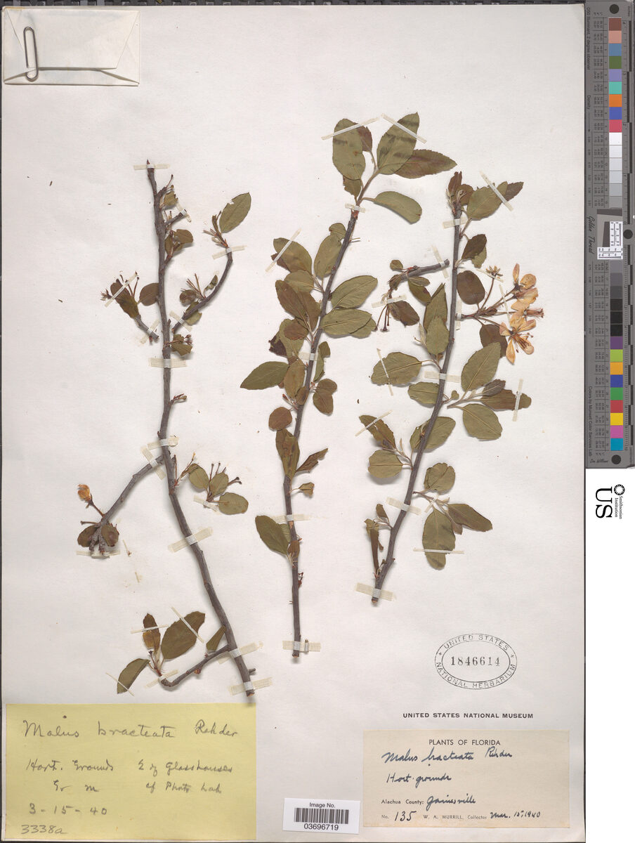 Malus bracteata — photo