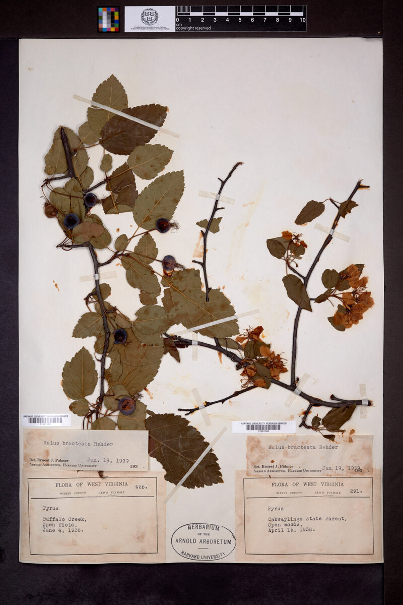 Malus bracteata — photo