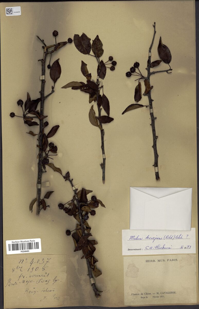 Malus brevipes - (Rehder.)Rehder. — photo
