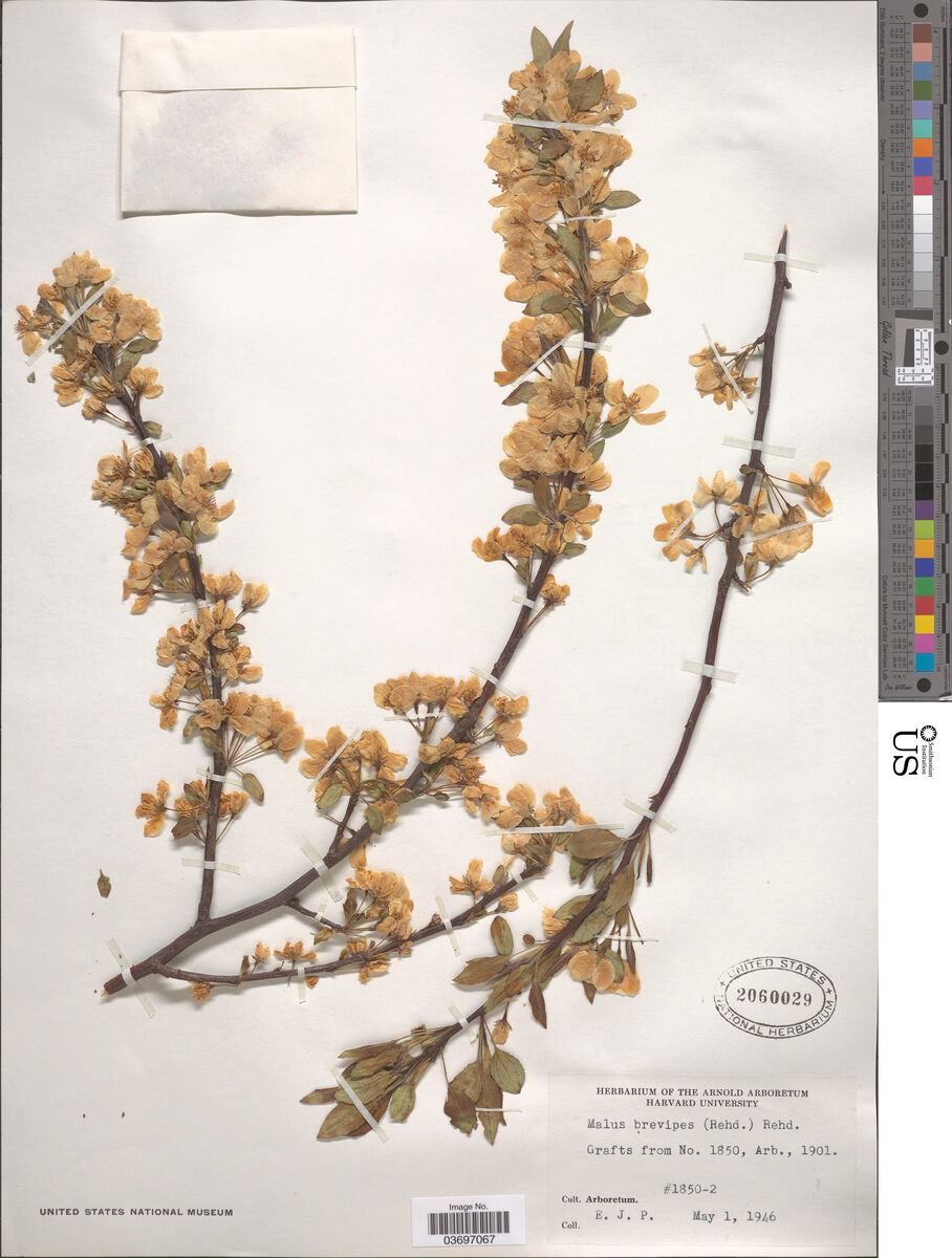 Malus brevipes - (Rehder.)Rehder.