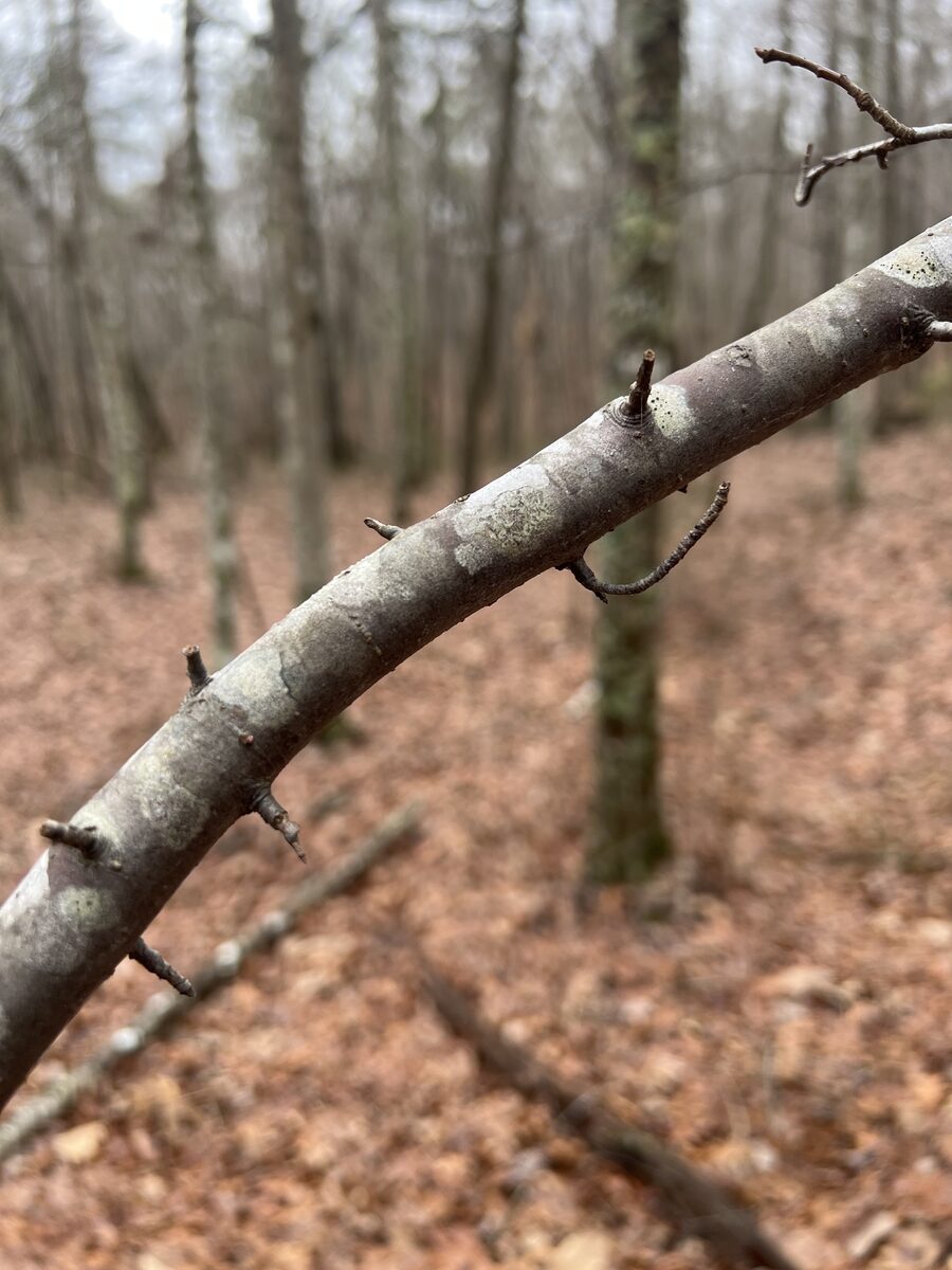 Malus coronaria - (L.)Mill.