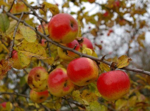 Malus domestica (Apple) — photo