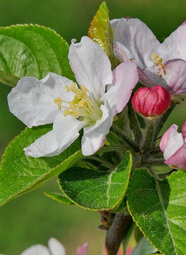 Malus domestica (Apple) — photo