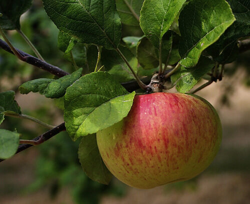 Malus domestica