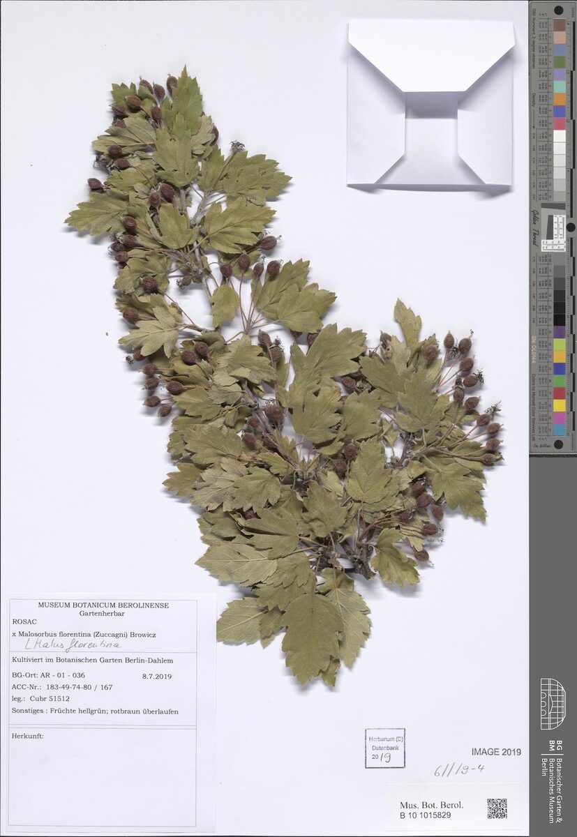 Malus florentina - (Zucc.)Schneid. (Hawthorn-leaf crab apple) — photo