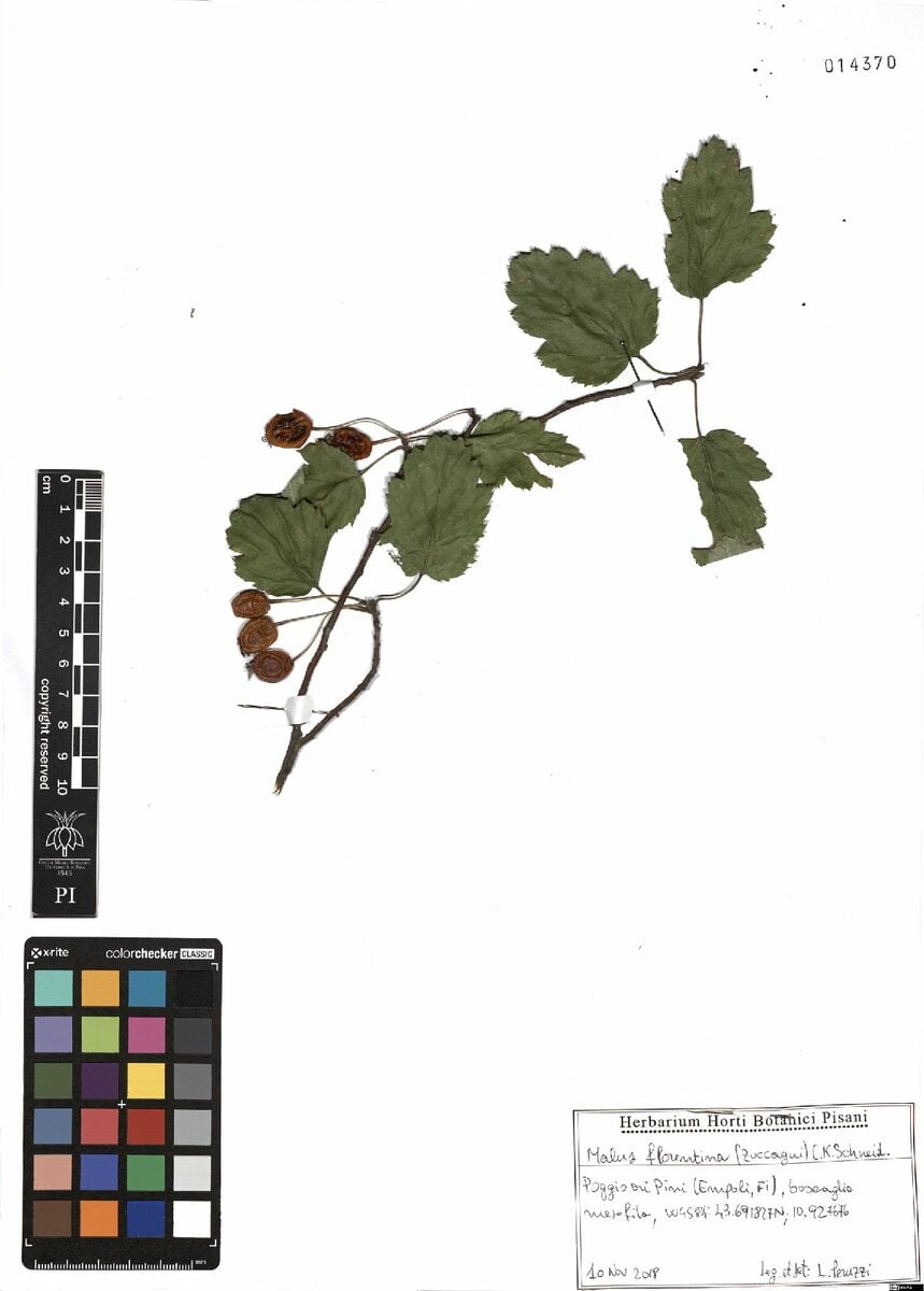 Malus florentina - (Zucc.)Schneid. (Hawthorn-leaf crab apple) — photo