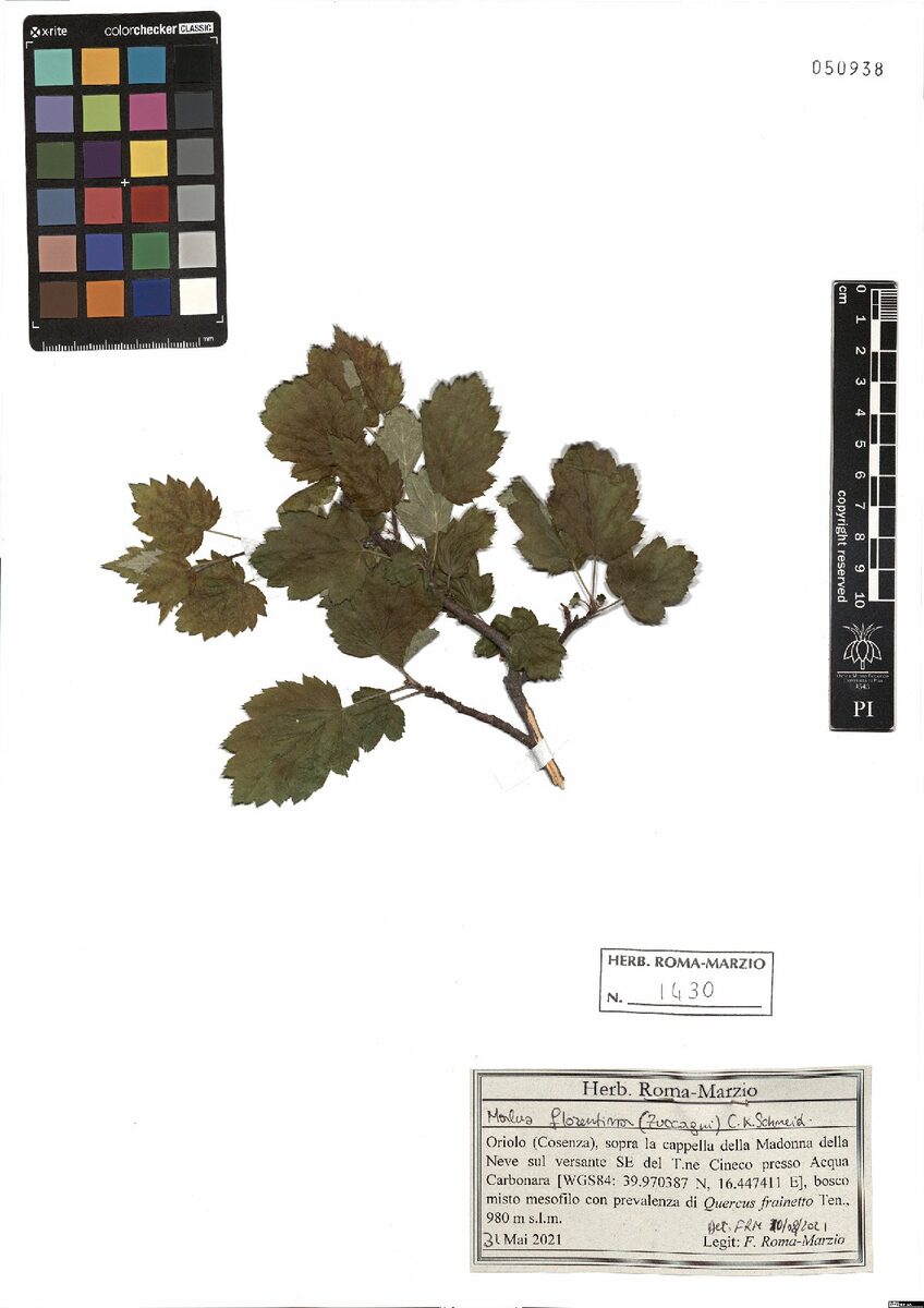 Malus florentina - (Zucc.)Schneid.