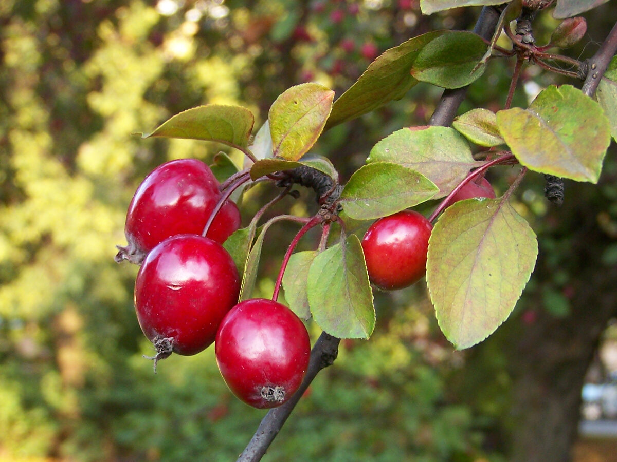 Malus floribunda (Japanese Crab) — photo