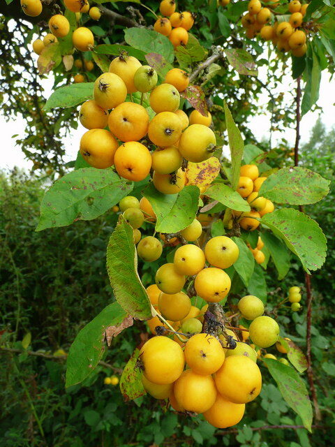 Malus floribunda