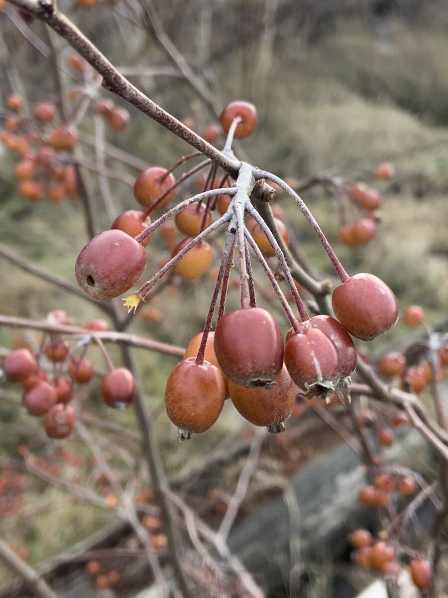 Malus fusca - (Raf.)Schneid. (Oregon Crab) — photo