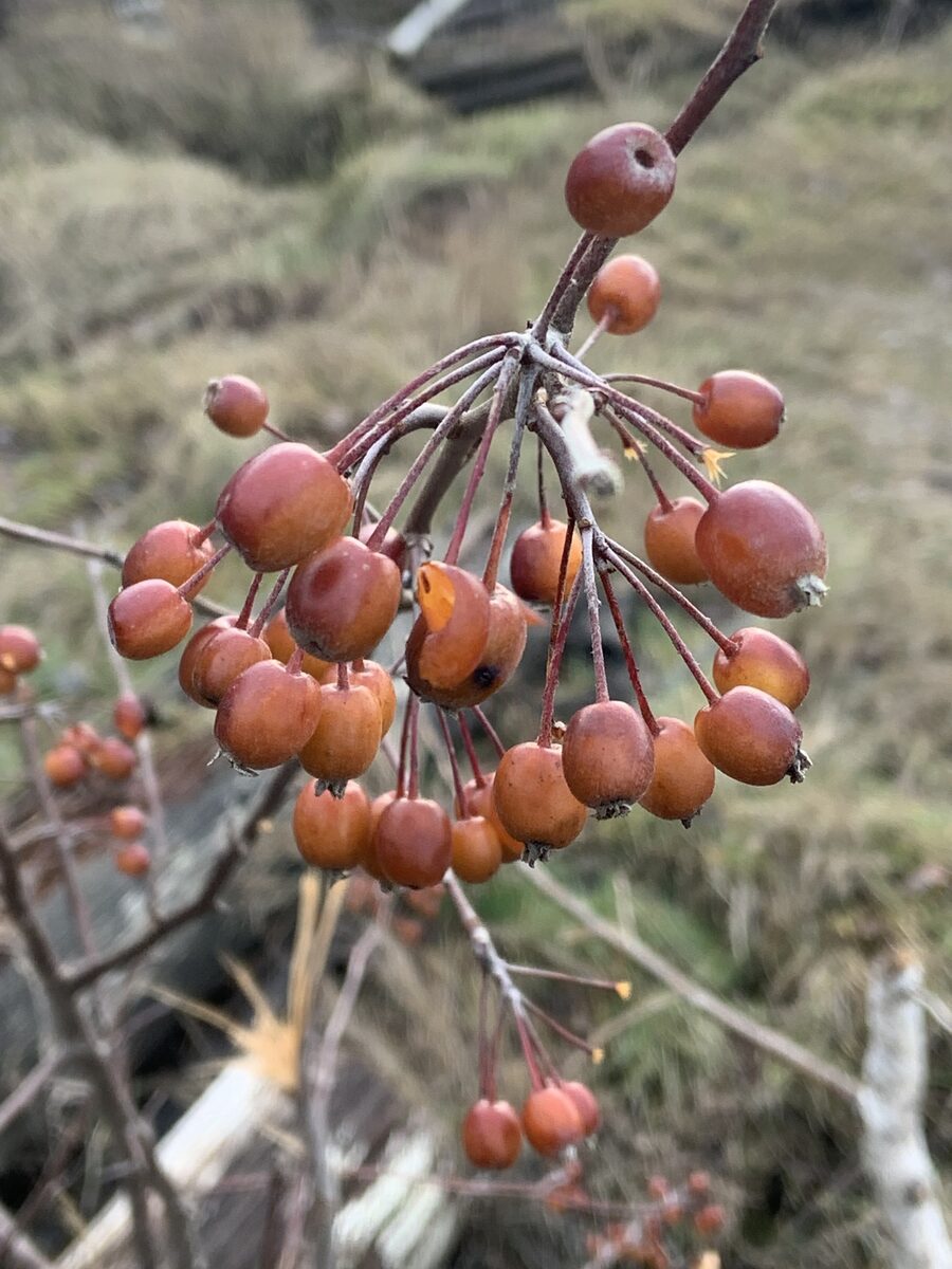 Malus fusca - (Raf.)Schneid. (Oregon Crab) — photo