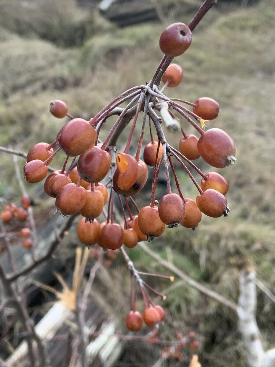 Malus fusca - (Raf.)Schneid.