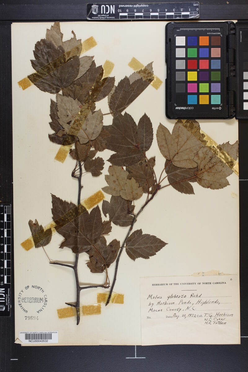 Malus glabrata — photo