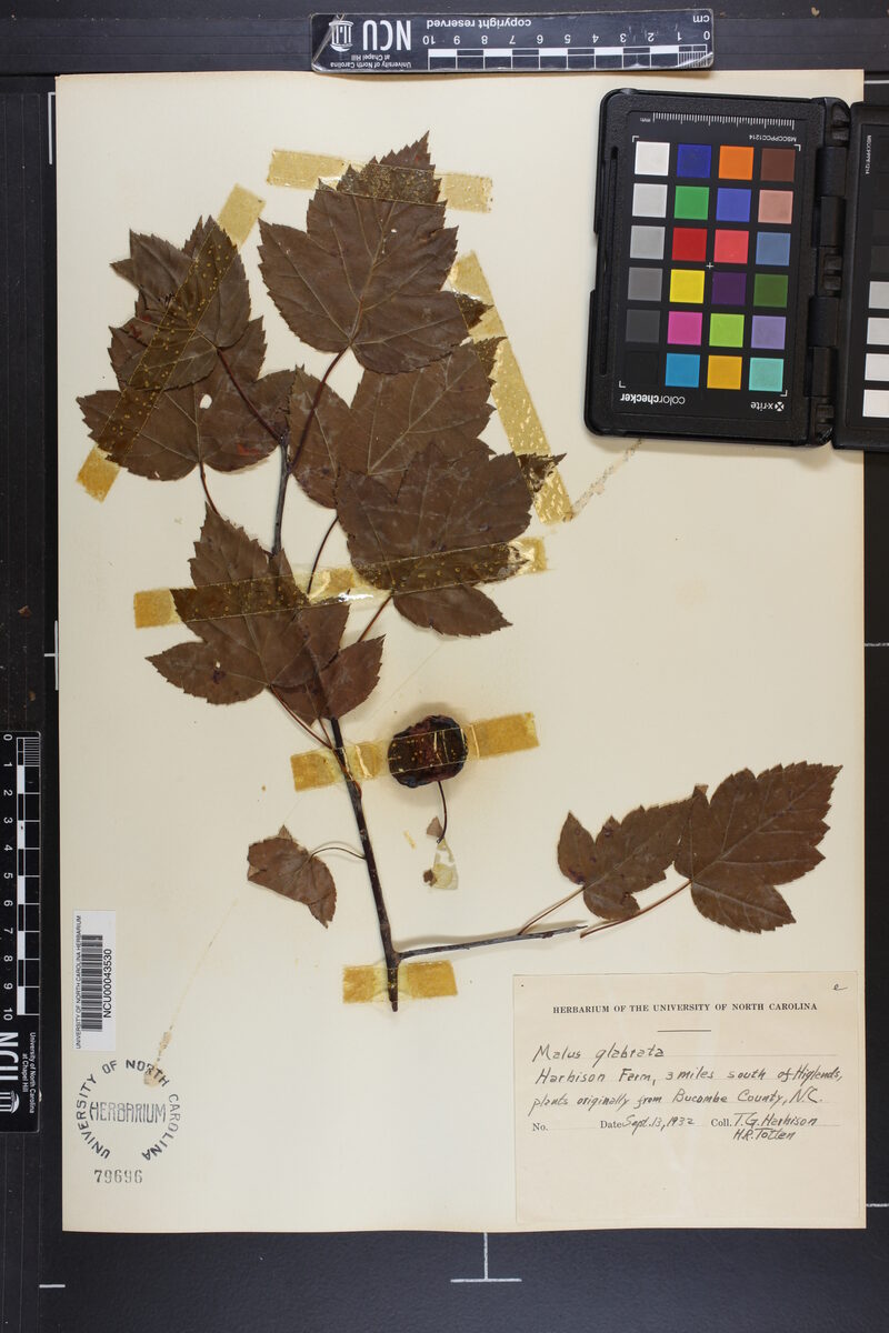 Malus glabrata — photo