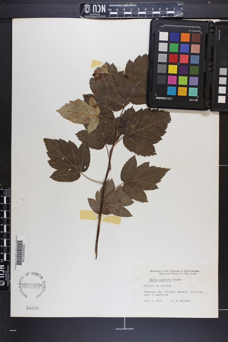 Malus glabrata