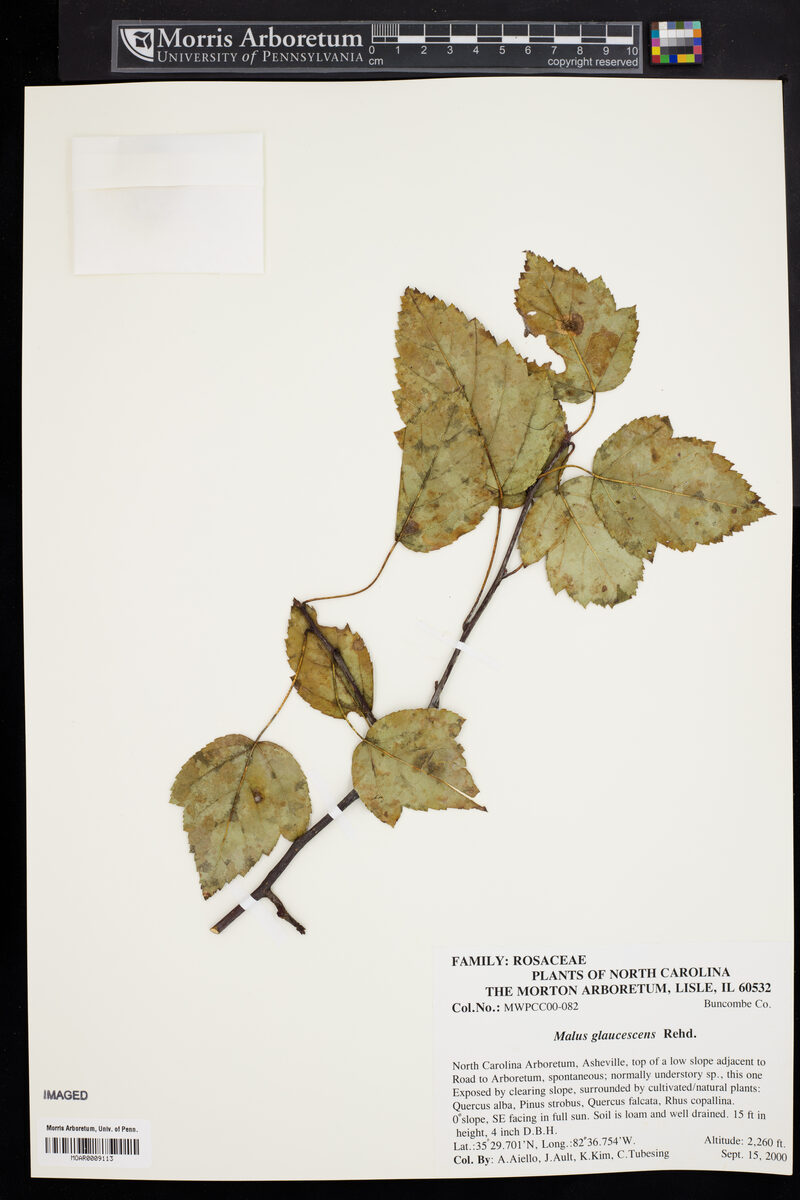 Malus glaucescens