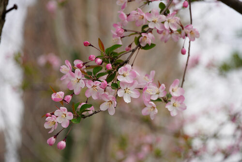 Malus halliana (Hall crab apple) — photo