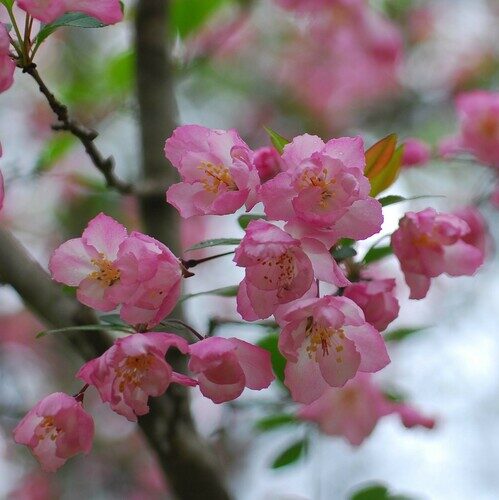 Malus halliana (Hall crab apple) — photo