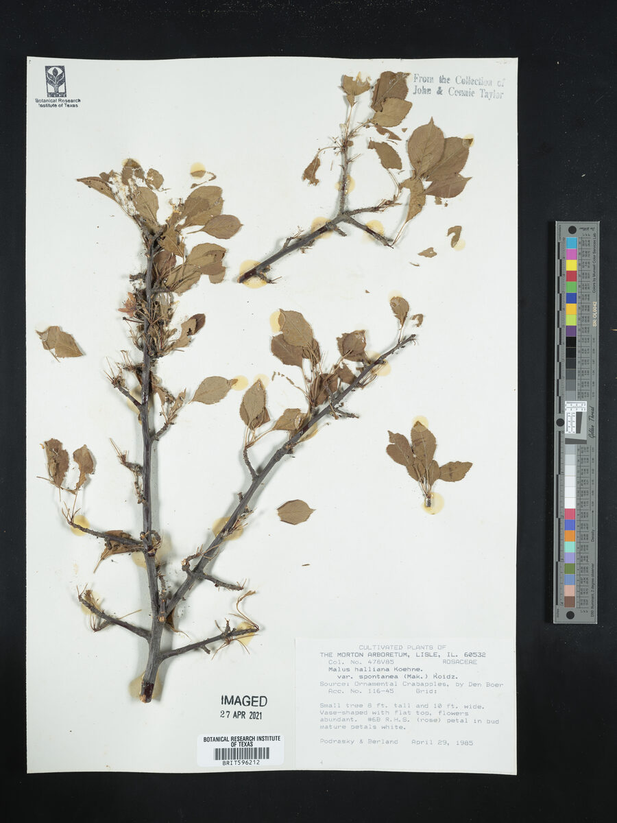 Malus halliana spontanea - (Max.)Koidz.