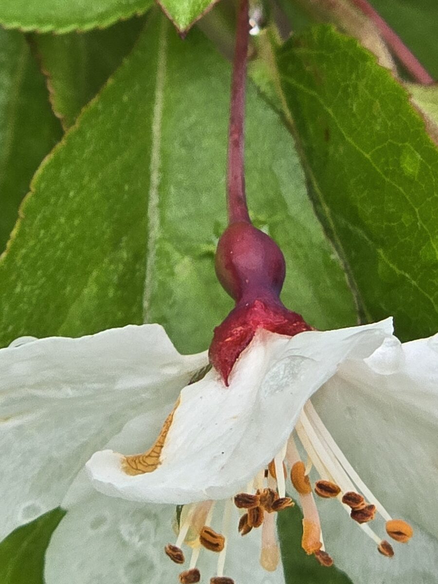 Malus hupehensis - (Pamp.)Rehder. (Chinese Crab) — photo