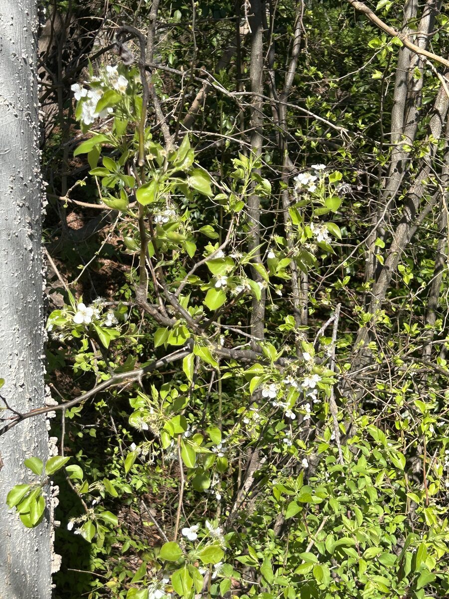 Malus hupehensis - (Pamp.)Rehder.